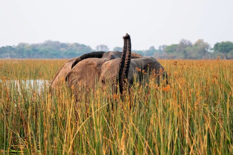 African elephant (Loxodonta africana), elephants on the riverbank between river grass, Thamalakane
