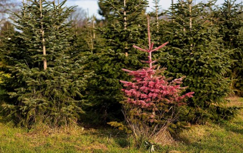 Protest action, protest against Christmas tree sales, Christmas tree, fir tree in plantation, was