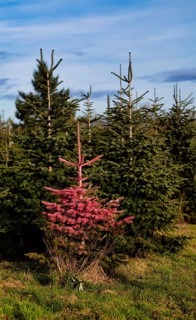Protest action, protest against Christmas tree sales, Christmas tree, fir tree in plantation, was