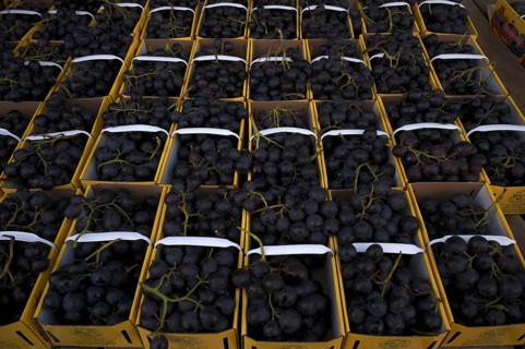Red Lavallée table grapes are available for sale, sales stand, market, Stuttgart,
