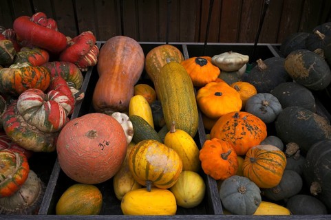 Various types of pumpkins are available for sale, sales stand, market, Stuttgart,