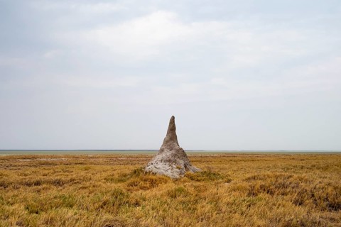 Termite hill, Etosha National Park, Namibia