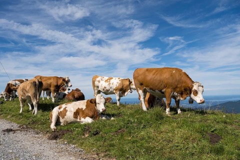 Herd of cows on the Brauneck meadow, Bavarian Prealps, Isarwinkel, Lenggries, Upper Bavaria,