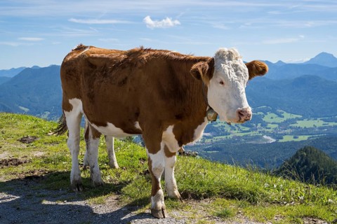 Cow standing in the Brauneck meadow, Bavarian Prealps, Isarwinkel, Lenggries, Upper Bavaria,