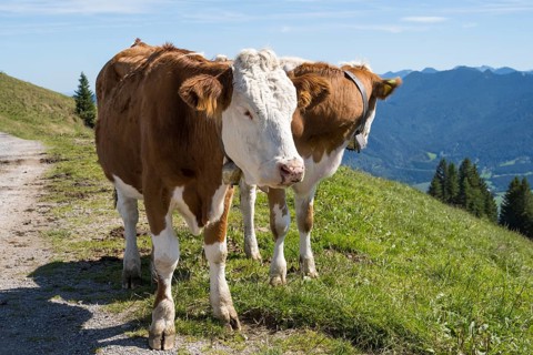 Cows on the Brauneck meadow, Bavarian Prealps, Isarwinkel, Lenggries, Upper Bavaria, Bavaria,