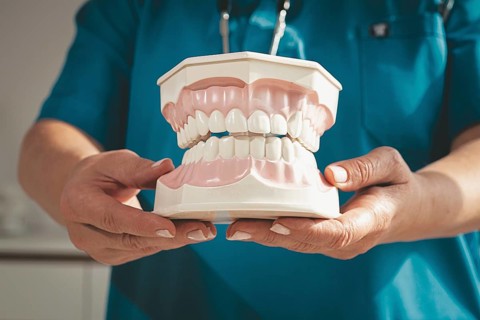 Dentist holds in his hands, dental model of teeth, in the clinic, natural light