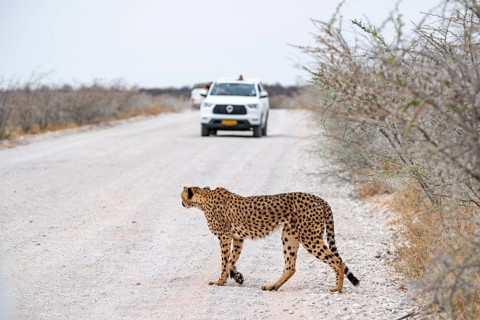 Cheetah (Acinonyx jubatus) crosses road, safari car, Etosha National Park, Namibia