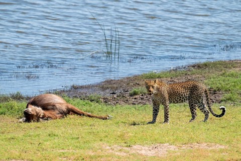 Leopard (Panthera pardus) with kill, waterbuck, Ihaha, Chobe National Park National Park, Botswana