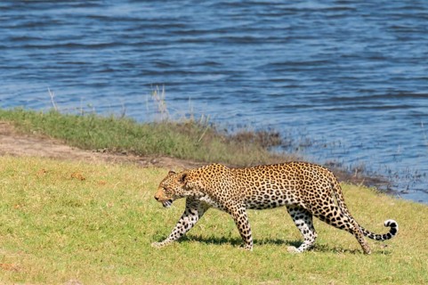 Leopard (Panthera pardus), Ihaha, Chobe National Park National Park, Botswana