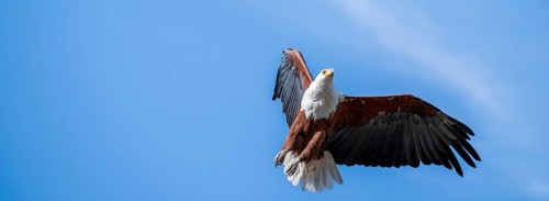 African fish eagle (Icthyophaga vocifer) flying, Ihaha, Chobe National Park National Park, Botswana