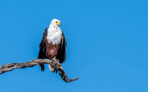 African fish eagle (Icthyophaga vocifer) sitting on dry tree, Ihaha, Chobe National Park National