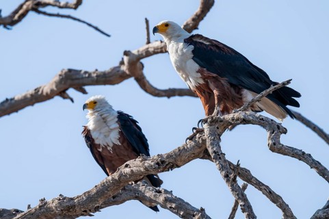 Two spotted eagles (Icthyophaga vocifer) sitting on dry tree, Ihaha, Chobe National Park National