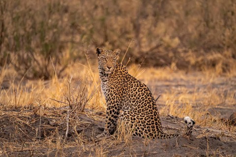 Female, leopard (Panthera pardus) sitting, dry grass, Savuti, Chobe National Park National Park,