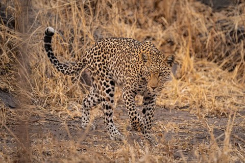 Female, leopard (Panthera pardus) sneaks through dry grass, Savuti, Chobe National Park, Botswana