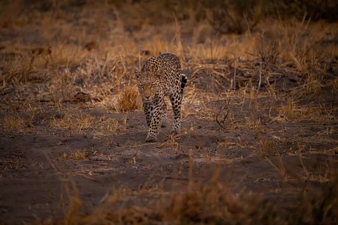 Female, leopard (Panthera pardus) snorting, dry grass, Savuti, Chobe National Park National Park,