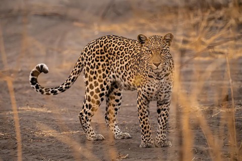 Female, leopard (Panthera pardus) looking through dry grass, Savuti, Chobe National Park National