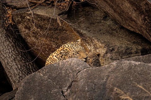 Female with young animal, leopard (Panthera pardus), Savuti, Chobe National Park National Park,