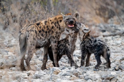 Spotted hyena or spotted hyena (Crocuta crocuta) with two young animals, Etosha National Park,