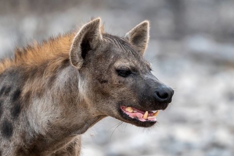 Spotted hyena or spotted hyena (Crocuta crocuta), Etosha National Park, Namibia