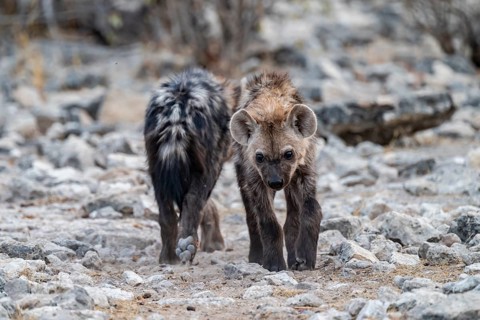 Spotted hyena or spotted hyena (Crocuta crocuta), two young animals, Etosha National Park, Namibia