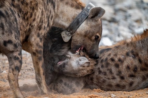 Spotted hyena or spotted hyena (Crocuta crocuta) with young and sending collar, Etosha National