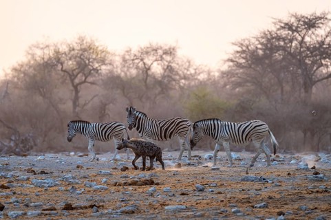Burchell's zebra (Equus quagga burchellii) and hyena, Etosha National Park, Namibia