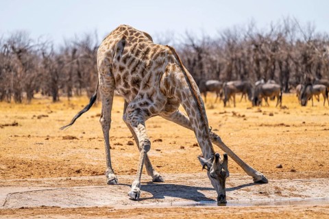 Angola giraffe (Giraffa giraffa angolensis), giraffe drinking at a waterhole, Etosha National Park,