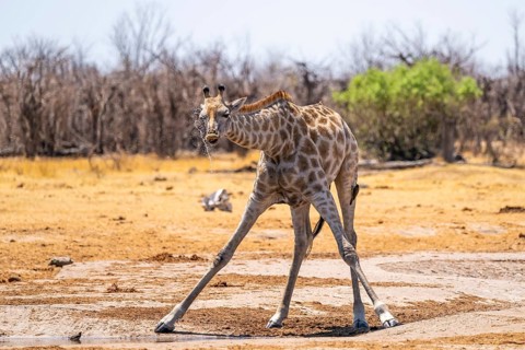 Funny, water flies through the air while drinking, Angola giraffe (Giraffa giraffa angolensis),