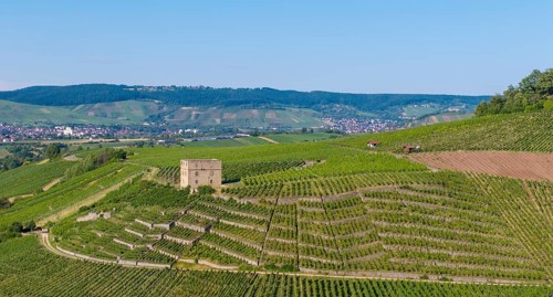 Green terraced vineyards with a building on top of the hill, Y-Burg, Stetten im Remstal,