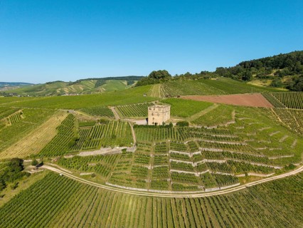 Green terraced vineyards with an old building in the center, Y-Burg, Stetten im Remstal,