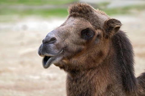 Trampelus (Camelus bactrianus), Tierwelt Herberstein, Herberstein, Styria, Austria