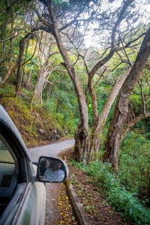View from the car window, road through dense forest on the crater rim of the Ngorongoro Crater, in