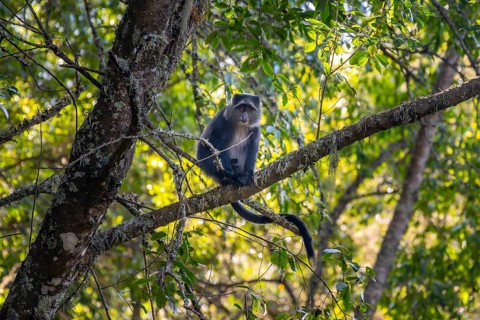 Diadem sea cat (Cercopithecus mitis) sitting on a branch in the forest, Ngorongoro Crater,