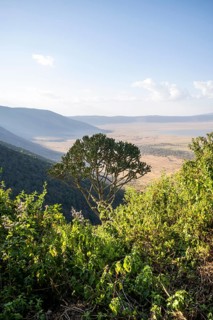 View from the crater rim over Ngorongoro Crater, candelabra tree (Euphorbia candelabrum), in the