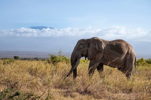 African elephant (Loxodonta africana) in picturesque landscape with the summit of Mount