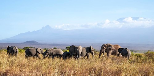 Group of elephants with young animals, African elephants (Loxodonta africana) in picturesque