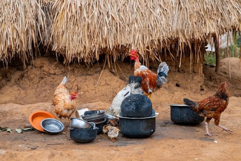 Chickens in a traditional village, clay huts, Sadaani, Tanzania