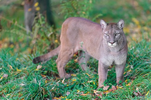 A male cougar (Puma concolor) stands in tall grass in a forest, looking around. W USA, S Canada,