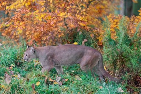 A male cougar (Puma concolor) runs through tall grass in a forest bathed in autumnal colors. W USA,