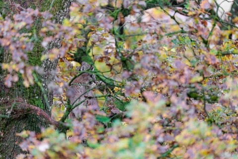 A female cougar (Puma concolor) rests hidden by leaves on a big branch high up in an oak tree. W
