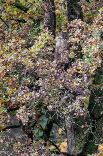 A female cougar (Puma concolor) rests hidden by leaves on a big branch high up in an oak tree. W