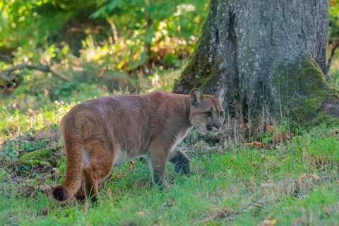 A male cougar (Puma concolor) runs through tall grass in a forest. W USA, S Canada, Central and