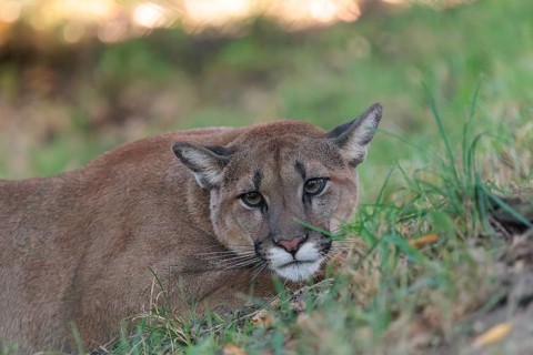 A male cougar (Puma concolor) crouches in tall grass in a forest. Western USA, southern Canada,