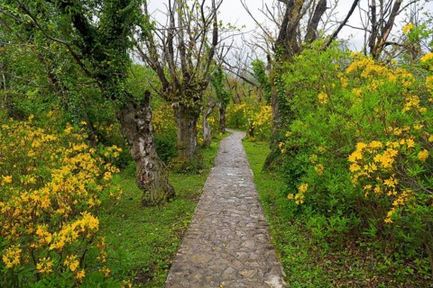 Stone path leads through a garden with yellow flowers and trees, path to Okatse gorge, canyon,
