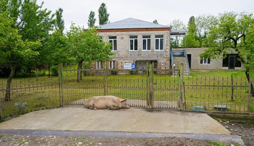 Big house with garden, a pig lying in front of the fence, Imereti region, Imereti, Georgia