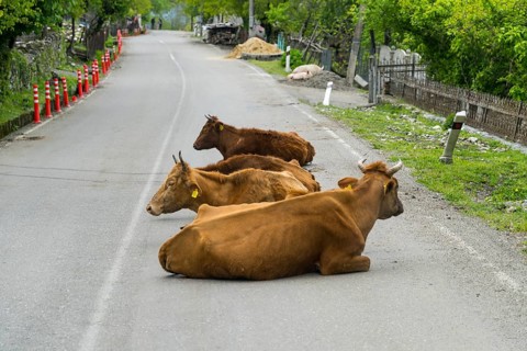 Three cows lie in a relaxed atmosphere on a quiet country road, Imereti region, Imereti, Georgia