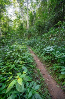 Hiking trail through dense vegetation in tropical rainforest, Amani Nature Forest Reserve, Tanga,