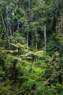 Tree ferns among dense vegetation in tropical rainforest, Amani Nature Forest Reserve, Tanga,