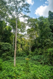 Dense vegetation in tropical rainforest, Amani Nature Forest Reserve, Tanga, Tanzania