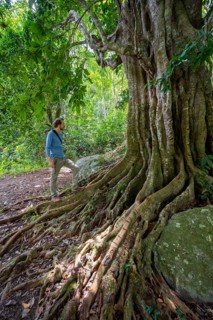 Young man admires the roots of a fig tree in the tropical rainforest, Amani Nature Forest Reserve,
